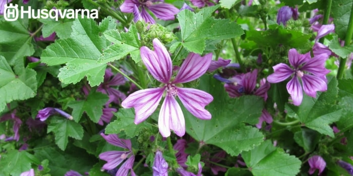 Malva La Planta Con Propiedades Beneficiosas Para La Salud